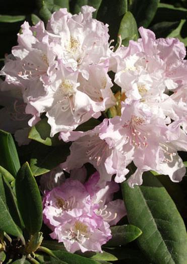 KAUKASIANALPPIRUUSU Pohjolan tytär Rhododendron caucasicumryhmä FinE Suomessa jalostettu Pohjolan Tytär on kymmenvuotiaana vasta metrin korkuinen, mutta leveyttä kertyy reilusti lamoavien oksien