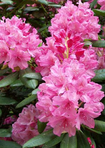 MARJATANALPPIRUUSU HAAGA Rhododendron tigerstedtii-ryhmä FinE Tämä tasaisen pyöreähkö, tiheäoksainen, keskikokoinen alppiruusu on jalostettu Suomen oloihin.