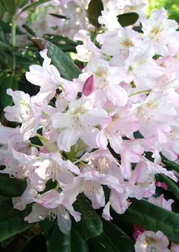 MARJATANALPPIRUUSU MIKKELI ( ST. MICHEL ) Rhododendron tigerstedtiiryhmä Suomen oloihin jalostettu isohko alppiruusu menestyy parhaimmillaan Oulun korkeudella.