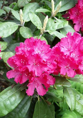 NUKKA-ALPPIRUUSU HELLIKKI Rhododendron smirnowiiryhmä FinE Jo nuorena runsaasti kukkiva Suomen oloihin jalostettu alppiruusu.