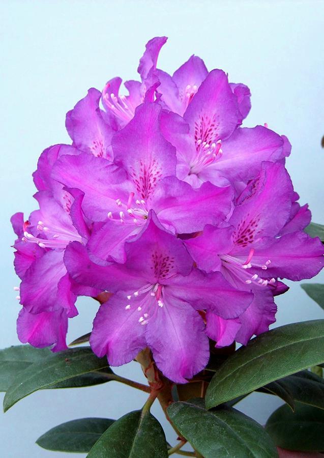 RHODODENDRON 'ROYAL LILAC' On lajikkeiden Hellikki ja Rasputin risteytys, tiivis kasvutapa Kukinta tummanvioletit