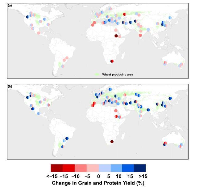 Tuoreita terveisiä kansainvälisestä tutkimuksesta: Ilmastonmuutos muuttaa paitsi vehnäsatoja myös vehnän proteiinipitoisuutta.
