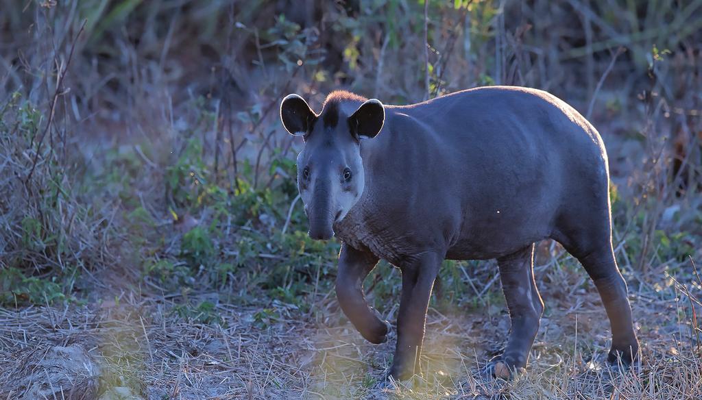 Suomen Kuvausmatkat oy Brasilian Pantanal & Iguassu 12.-29.9.2020 kuten jokisikoja.