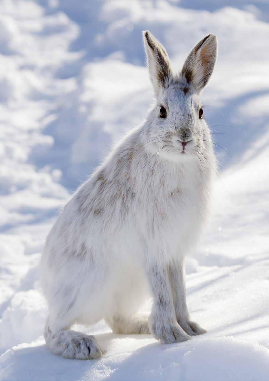 RIISTASAALIS ETELÄ-SAVOSSA JÄNISSAALIS KOKO MAA 132 408 8 900 HIRVISAALIS KOKO MAA