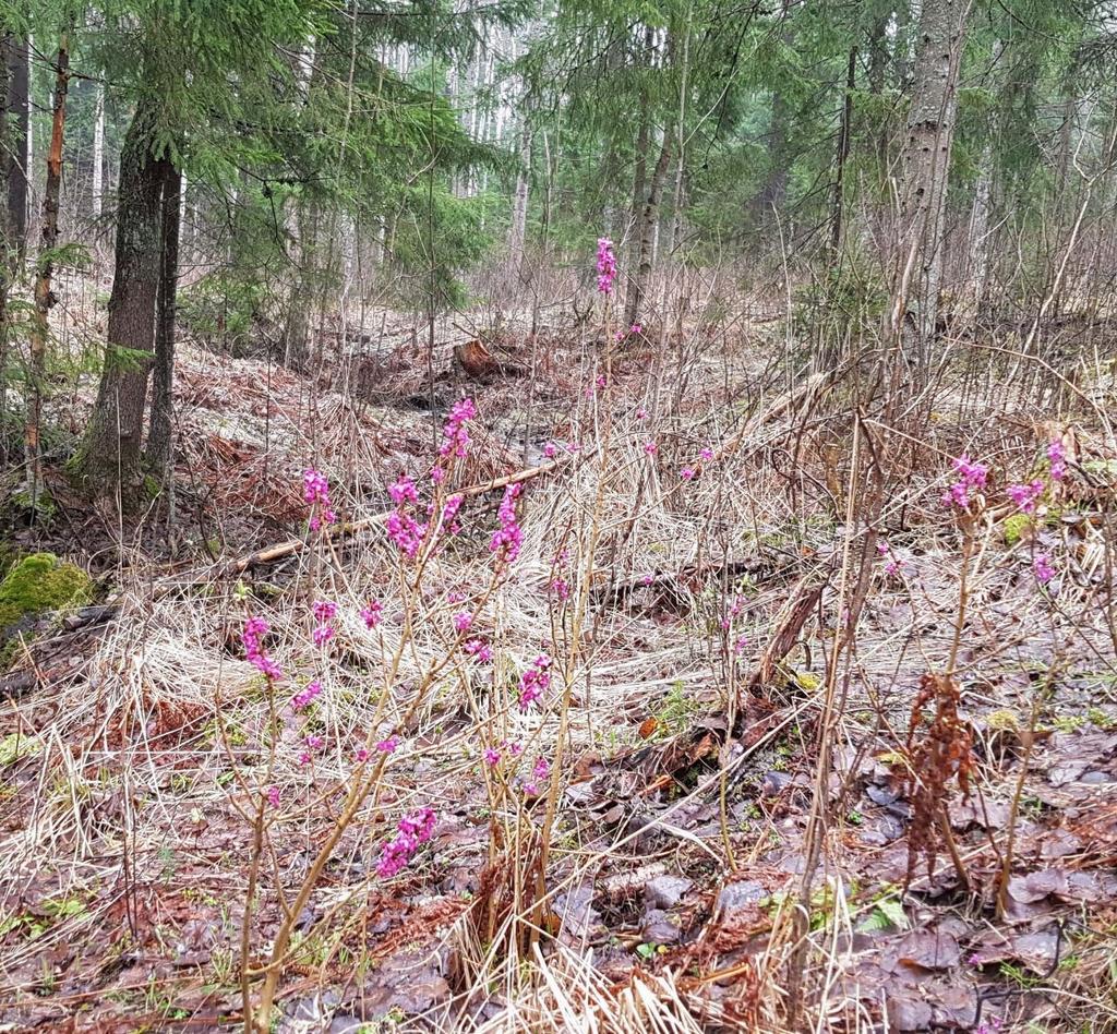 NURMIJÄRVEN LUHTAJOENTIE HAVUMÄENTIE ASEMAKAAVAN