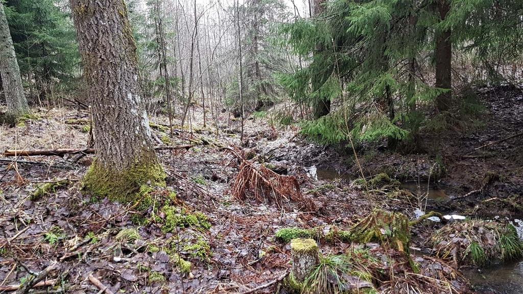 lisäksi tavataan mm. valkovuokkoa, oravanmarjaa ja nuokkuhelmikkää. Kosteammilla paikoilla kasvaa viitakastikkaa ja hiirenporrasta. Itäosassa on tiheää haapa, harmaaleppä ja koivuvesakkoa.