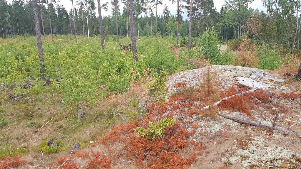 Kuva 7. Osa alueen 6 hakattua metsää. Osa alueen eteläosassa metsätien itäpuolella on nuorta kuusikkoa ja männikköä. Tästä itään päin on koivuvesakkoa ja siemenpuumännikköä.