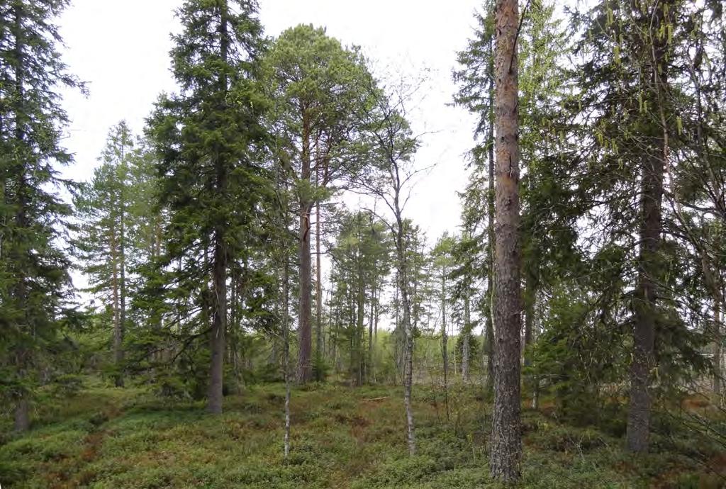 Rannantieltä nähtynä.