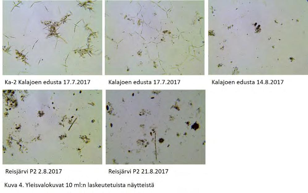 Lisäksi tiedostoon on tehty yhteenvetotaulukoita kasviplanktonlajien ja -ryhmien biomassoista sekä prosenttiosuuksista.