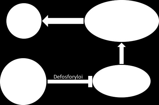 20 Kuva 2. DUSP2 suhde STAT3:n, TH17:sta ja IL17:sta 6.6 Signalointi Seitsemän yllämainitun geenin yhteyksiä toisiinsa tarkasteltiin IPA:n (Ingenuity Pathway Analysis, Qiagen) avulla.