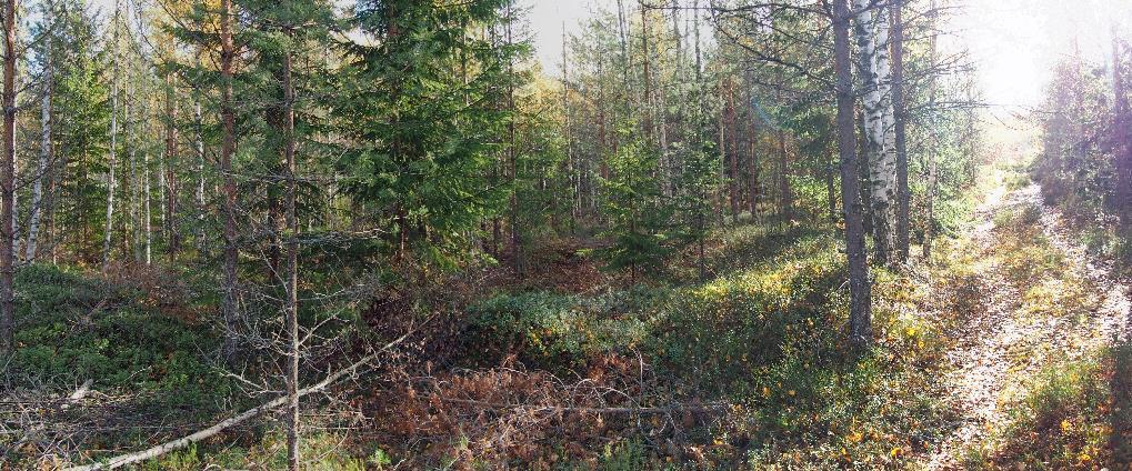 Arkeologinen inventointi 9 1. Lääväahonkangas 1 Nimi: Lääväahonkangas 1 Kunta: Miehikkälä Laji: kiinteä muinaisjäännös Ajoitus: historiallinen Muinaisj.