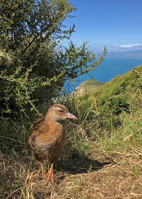 kapitiislandnaturetours.co.nz/overnight-kiwi-spotting/ Ma 4.1.2021 Kapiti Island (A, L, P) Aamiaisen jälkeen venekuljetus saaren keskiosissa oleville luontopoluille.