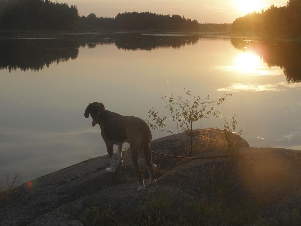 Ålands Stövarklubb r.y., ilm.. Osm. 25,00 FI95 6601 0003 0997 28. Lisät. Anmälningar till ÖD Kalle Pettersson tel. +358400721020, ÖD Kaj Andersson +358400723368 kvällen före start. 14.12.