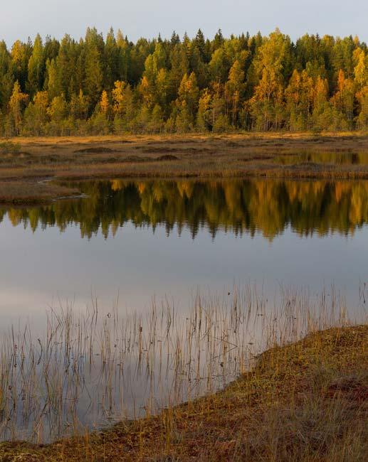 Kompromissi vapaaehtoisuuden (skenaario 1) ja maanomistajien näkemyksiä huomioimattoman suojelun (skenaario