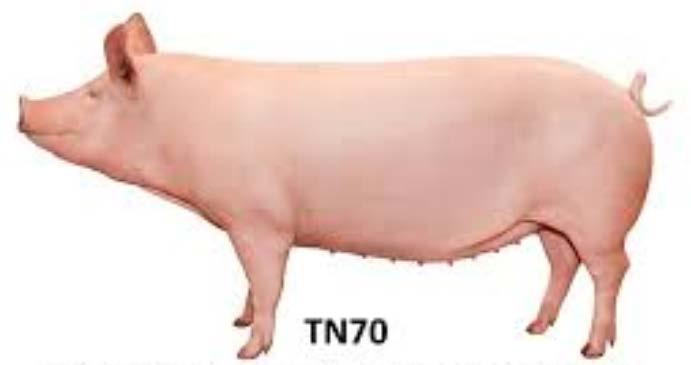 Topigs Norsvin ja DanBred (DanAvl) hybridit Emakon rakenne Emakon