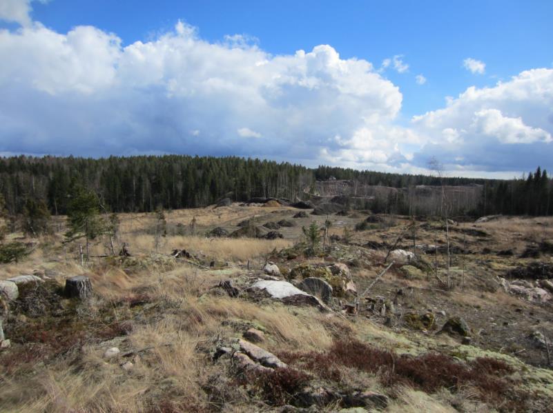 pohjoisosan hakkuuaukkoa ja nuorta