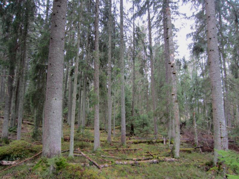 5 3.3 Liito-oravainventoinnin tulokset Suunnittelualueelta ei tehty havaintoja liito-oravan esiintymisestä. Suunnittelualueen ympäristöstä havaintoja liito-oravasta sen sijaan tehtiin.