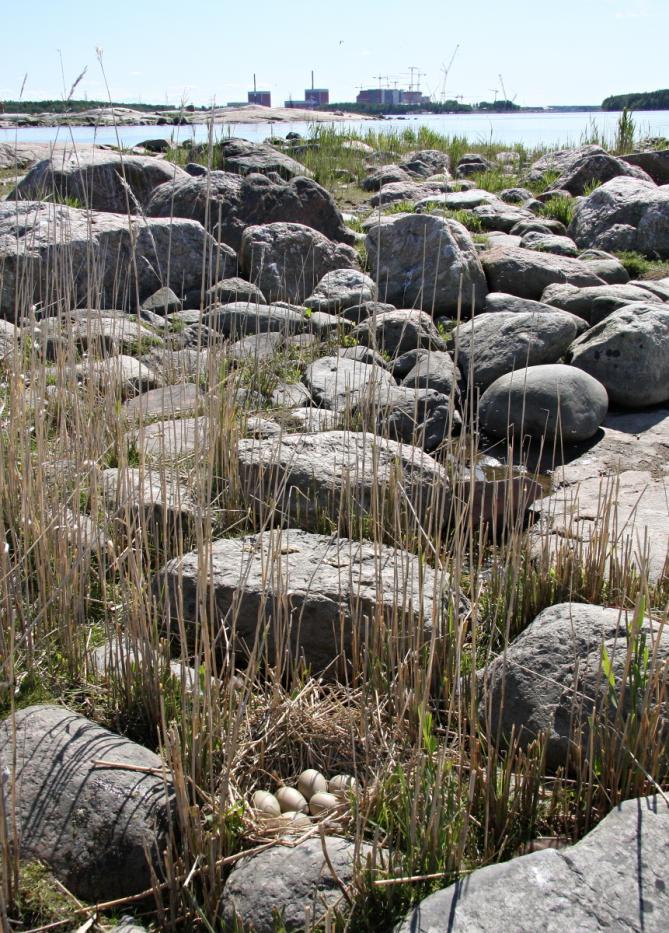 A few decades ago, the species nested on the coastal area between Uusikaupunki and Pori. Lately, nesting birds are only found in some years. Figure 25.
