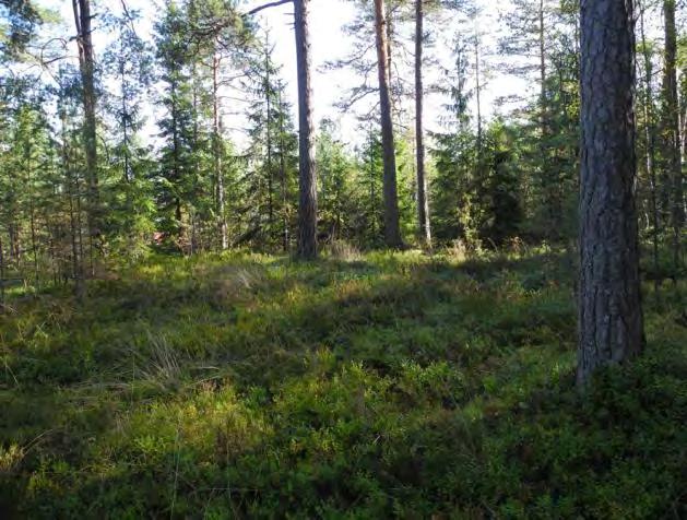 Kuiv jääläalliot ov heriä ulutuselle ja olujen lähistöllä aii alliot ovin hyvin uluneita.