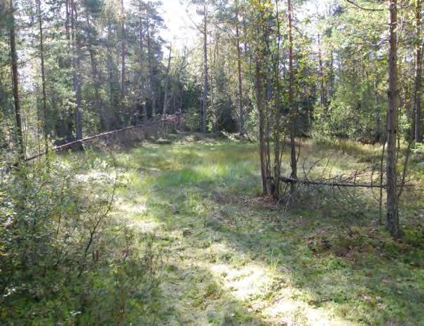 Kalliomäen laella on myös muutama ienialainen suo. Kuvio on uustoista mäntyrämettä, alusasvillisuutena on mm. ullosaa ja joaaiansaa seä suoursua.