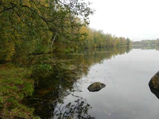 Rannassa oleva metsä on alueen rehevintä metsää, ja rinne uivuu asteittain Kalliomäen laelle siirryttäessä.