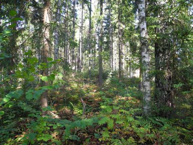 Yhteenveto Kalliomäen luontovoista Kalliomäen alueelta ei löytynyt suojeltavia luontotyyejä.