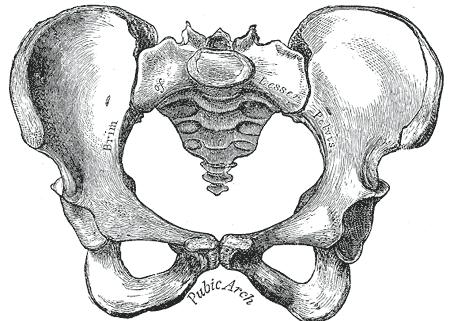 6 Kuva 1. Risti-suoliluunivel (Häggström 2011). SI-nivel kuuluu lantiorenkaan kolmeen niveleen, joita ovat kaksi SI-niveltä ja häpyluuliitos (symphysis pubica).
