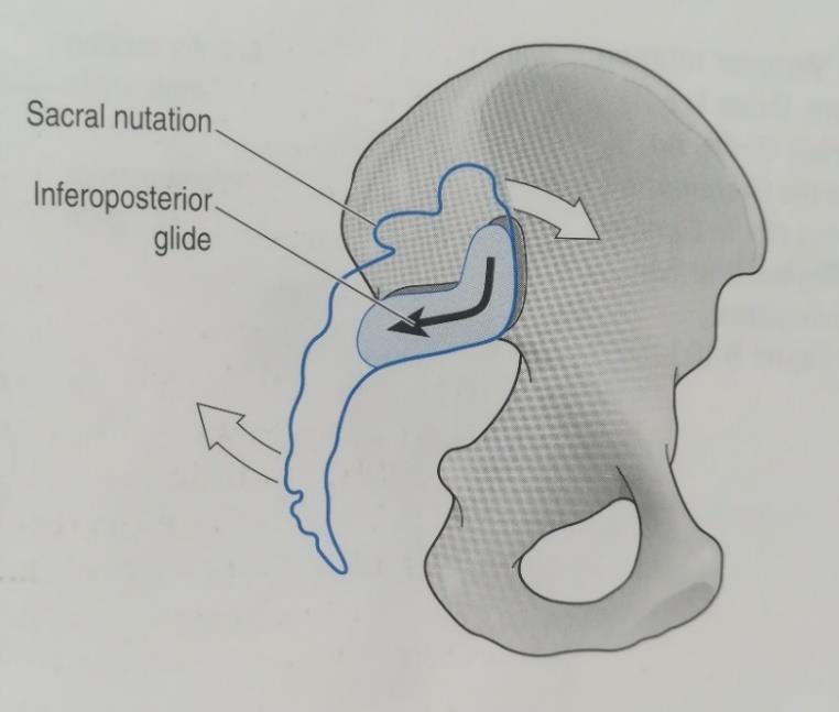 8 Kuva 2. Ristiluun nutaatio (Middleditch & Clayton 2005, 221).