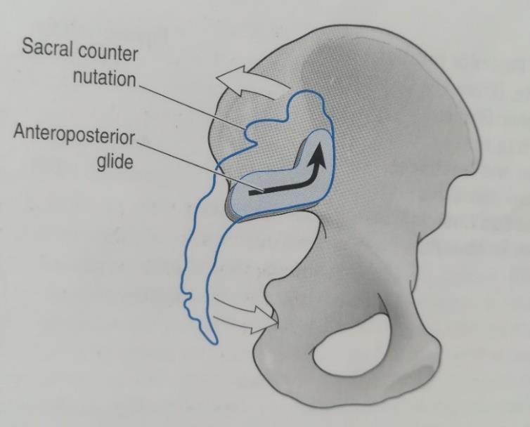 Nutaation aikana keskimmäisestä ristiluu-suoliluu nivelsiteestä tulee kireä ja suoliluun takayläkärjet vetäytyvät lähemmäs toisiaan. (Middleditch & Oliver 2005, 220.