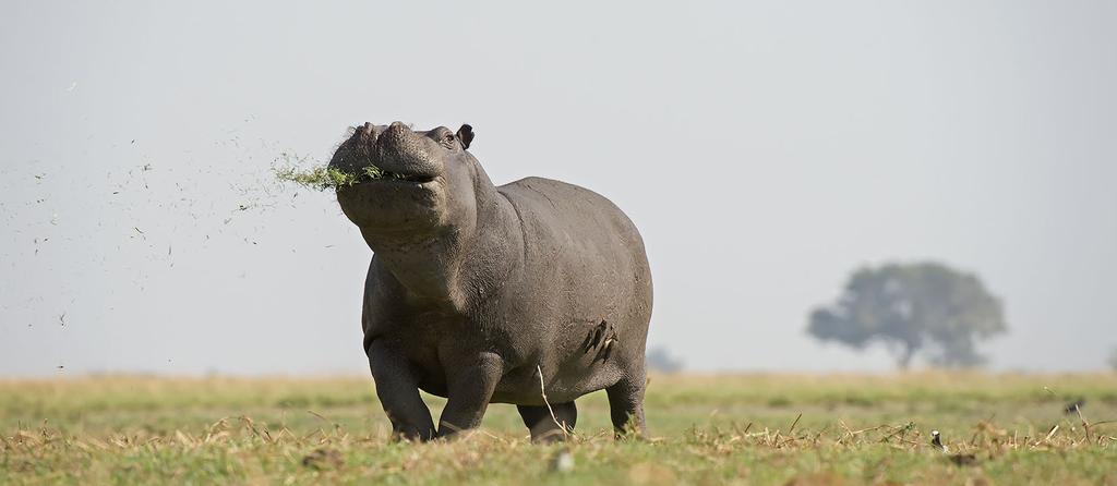 Suomen Kuvausmatkat Oy Botswana & Viktorian putoukset 25.3.-6.4.2020 tuessa voi seurata vaikkapa lodgen edustan juomapaikalle saapuvia norsuja. Majoittuminen: Victoria Falls Safari Lodge. http://www.