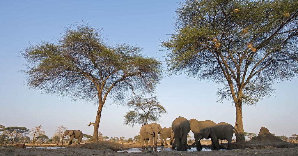 vesialtaiden äärelle. Erityisen kuuluisa Choben alue on norsulaumoistaan. Halutessaan safariohjelmaa voi keventää jättäytymällä joiden safariretkien ajaksi nauttimaan lodgen palveluista.
