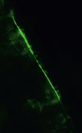 Representative traces showing nociceptive spikes evoked by the application of 5- hydroxytryptamine (5-HT, 20 µm, n=13 experiments, top) and the application of 5-HT combined with 5-HT 3 receptor