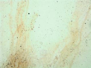 53 ATP ADP 200µM AMP 200µM Blank 200µM - Control CGRP 1µM Figure 26. Distribution of nucleotidase activity in rat dura mater. A. Rat