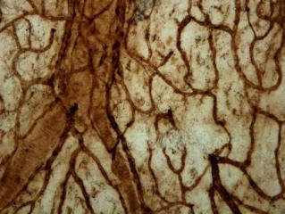 3), we evaluated the changes of ATP and ADP in these cells after the exposure to the migraine mediator CGRP.