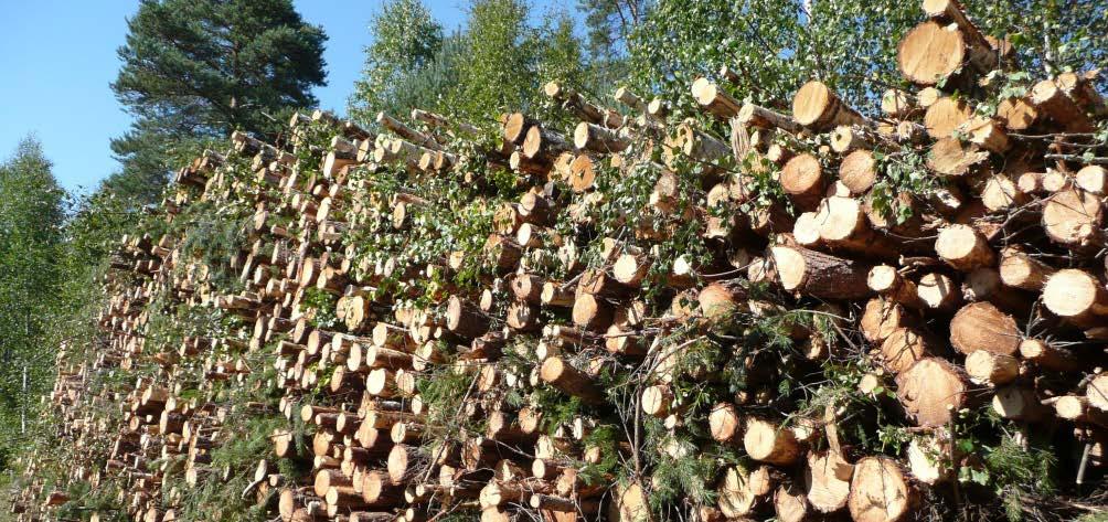 Energiapuun korjuu Karsitun rangan ja kokopuun korjuu Mahdollista saada KEMERA tukea 430 /ha Viivästyneillä,