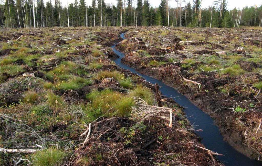 Turvemaametsien uudistaminen Veden pinnan taso tärkeä hallita Hyvä kuivatus vähentää forforin ja orgaanisen hiilen huuhtoumaa Ojien