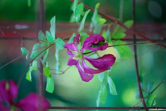 3 Padassa kasvava yksivuotinen kesäneilikka (Dianthus