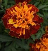 Tagetes