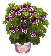 58262 Pelargonium Sofia