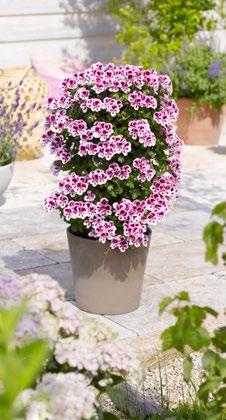 Pink Bicolor 70142 Clarion Violet Petunia,