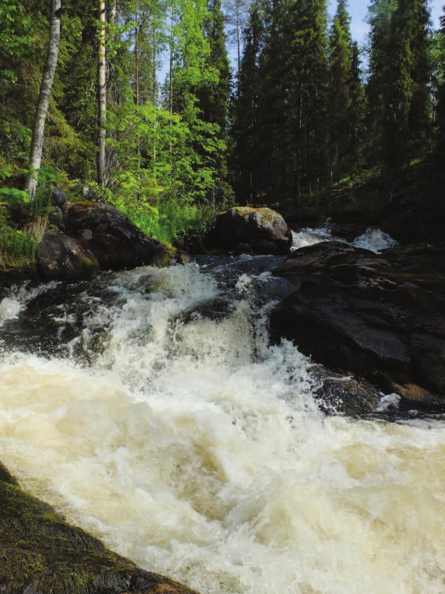 Kuva 5. Palokönkään reunoilla on kuusi-mäntyvaltaista tuoretta kangasta. Lehtipuuston osuus on noin 10-15 %.