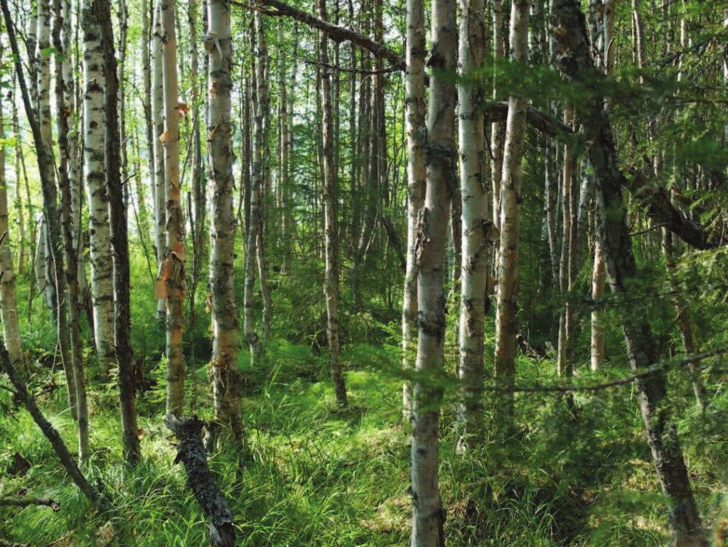 Kuva 9. Uomien läheisyydessä on kasvillisuus rehevää; kuvassa koivukorpea. Kun siirrytään kohti Auttijärven itäistä pohjukkaa, on metsäkasvillisuus iäkästä.