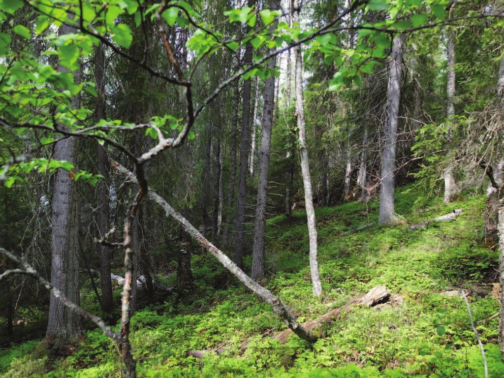 Kuva 2. Palokönkään ympäristön rehevää lehtomaista rinnemetsää.