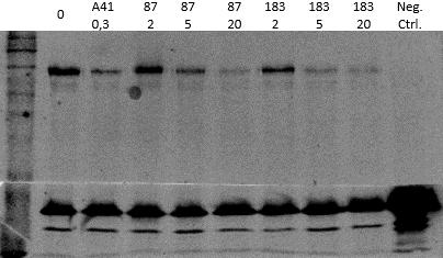 Kuva 2 Fenyylialaniinilla aktivoidun Hck:n inhibitiota mittaava Western blot Kuvassa 2 ylempänä näkyvä signaali on peräisin paxilliinin Py-118-vasta-aineella havaitusta fosforylaatiosta.