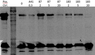 Fosforylaatiosignaalista voidaan selvästi nähdä Hck:n heikkenevä kyky fosforyloida paxilliinia inhibiittorin konsentraation kasvaessa.
