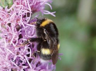 Suomessa tärkeimpiä pölyttäjiä ovat mesipistiäiset. Ne käyttävät ravintonaan kukkien mettä ja siitepölyä ja ennen kaikkea keräävät niitä myös jälkeläisilleen.