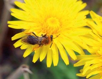 Älä pelästy pölyttäjää Mehiläiset, kimalaiset ja erakkomehiläiset eivät pistä herkästi eivätkä tule yleensä sisätiloihinkaan kuin