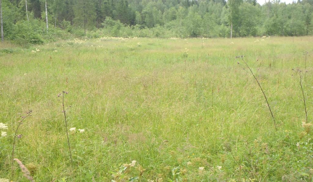 rikkaa kasvusto