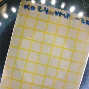 Petrifilmissä kahdeksan kokonaisbakteeripesäkettä, jotka eivät erotu juurikaan pienen kokonsa vuoksi.