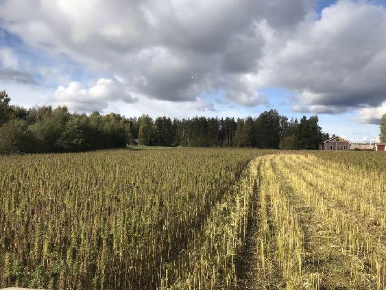 Sadonkorjuu Syyskuun puolenvälin jälkeen kun 80 % siemenistä kypsiä Puhdista puimuri hyvin kun siirryt hampunpuintiin, helpotat lajittelua Satotaso 500-1000 kg/ha Satotappioita lintuparvista Pui